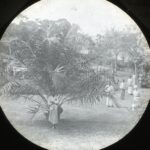 View from a house's veranda of a palm tree and garden