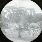 View from a house's veranda of a palm tree and garden with houses and jungle trees in the distance