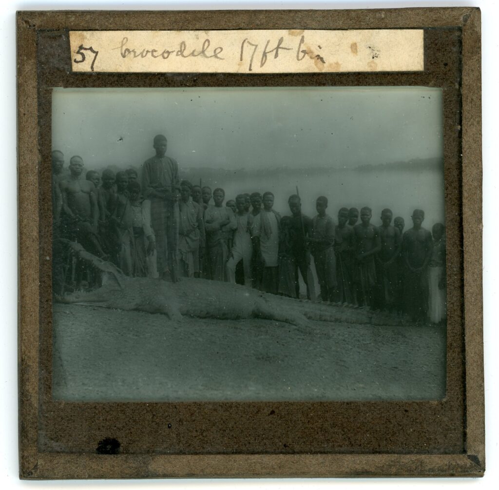 A group of locals gathered around a large crocodile which has been killed