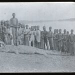 A group of locals gathered around a large crocodile which has been killed