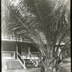 View of a mission house behind a palm tree