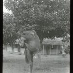 Local carrying a boar hunted from the nearby jungle