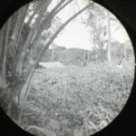 View of a Cassava farm