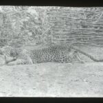 A hunted leopard on display