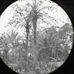 Local climbing a palm tree