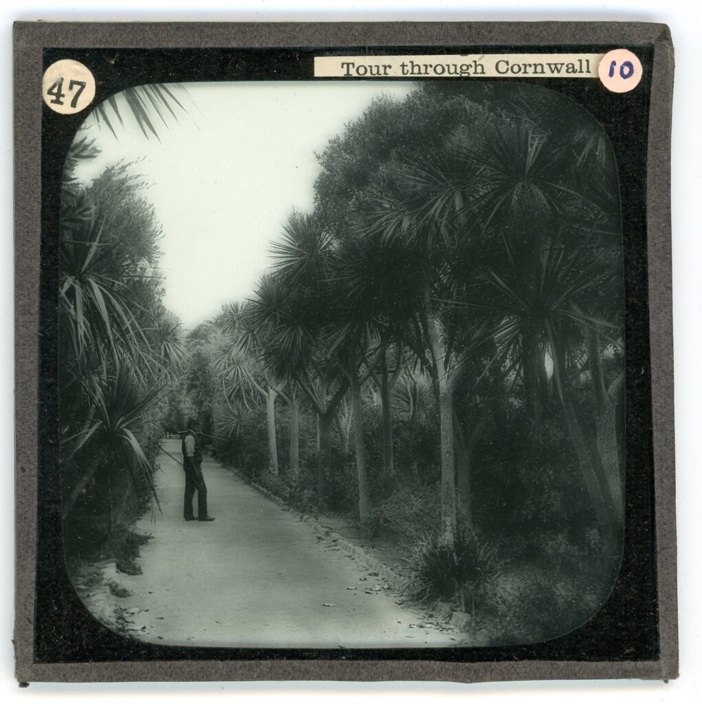 Slide showing a view of an alley straddled by palm trees